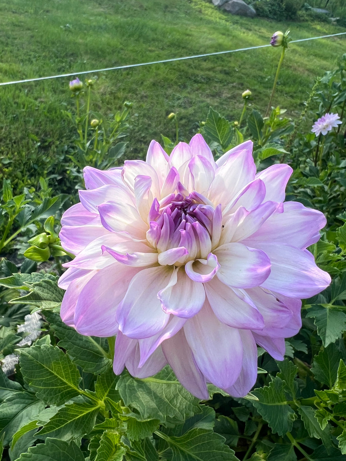 Mikayla Miranda Dahlia Tuber