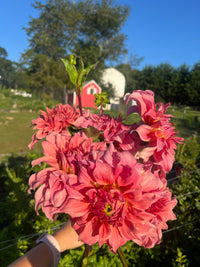 Sierra Glow Dahlia Tuber
