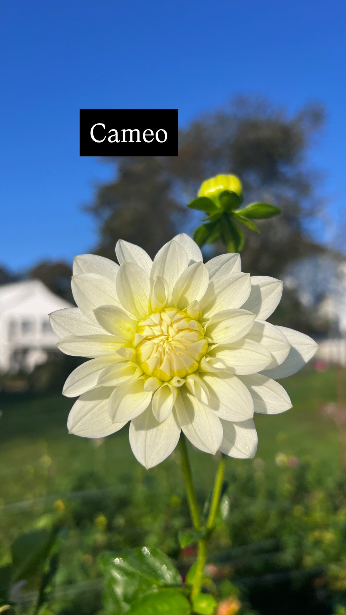 Cameo Tuber