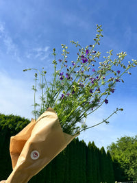 Larkspur Bunches