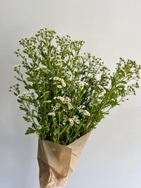 Feverfew Bunch