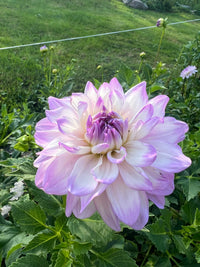 Mikayla Miranda Dahlia Tuber