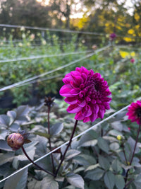 Profundo Dahlia Tuber