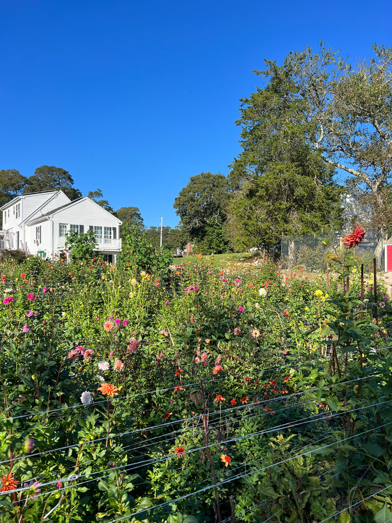 Dahlia field with the farmhouse