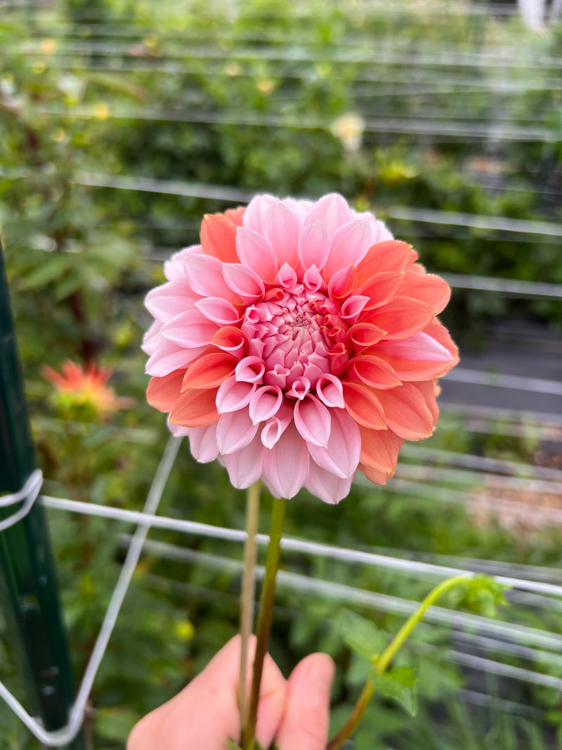 Pink and coral dahlia