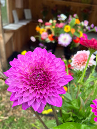 Bloomquist Clear Delight Dahlia Tuber