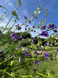 Larkspur Bunches