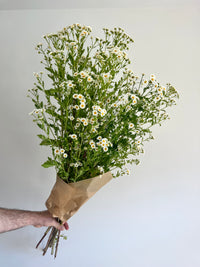 Feverfew Bunch