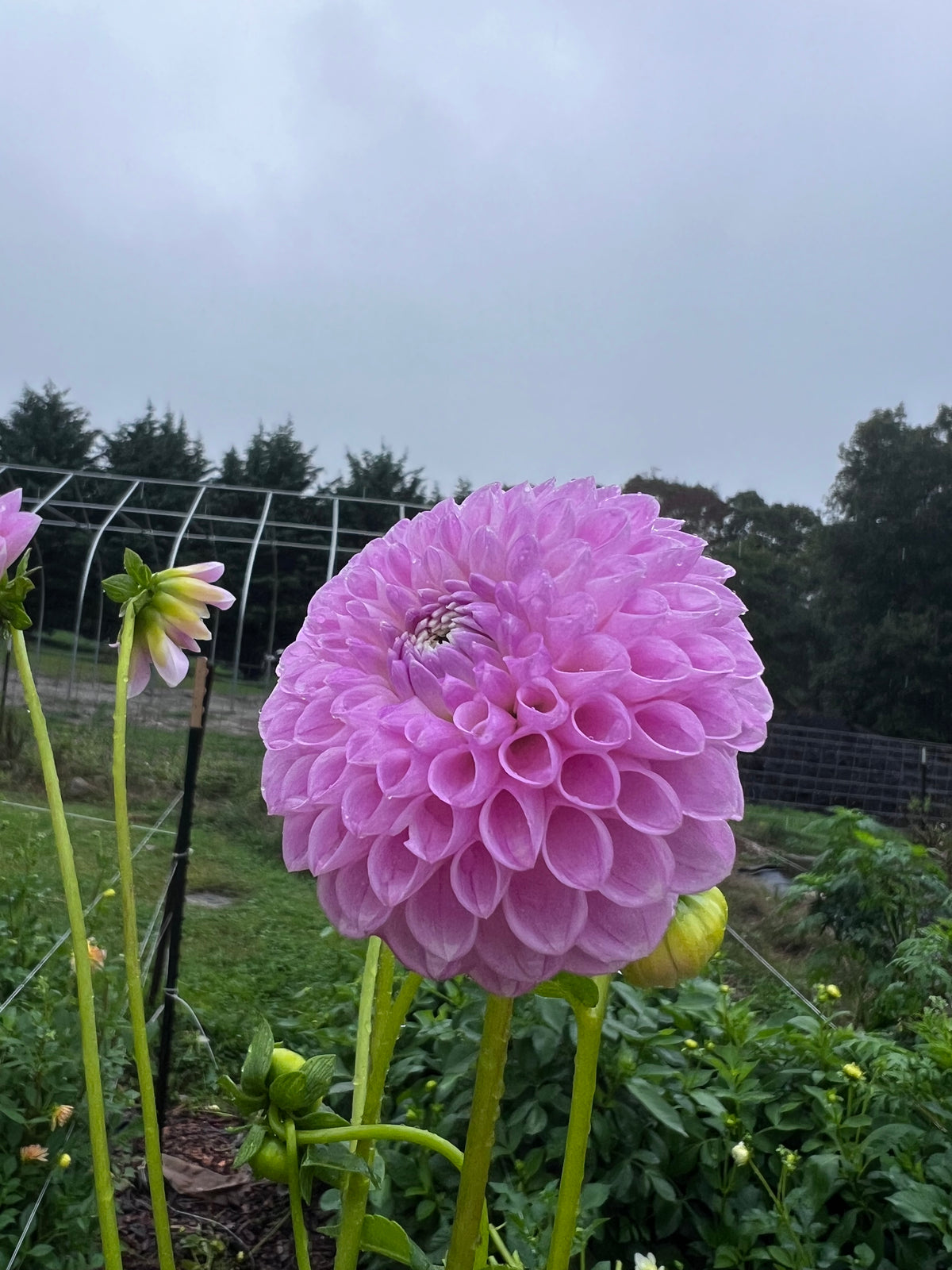 Willowfield Matthew