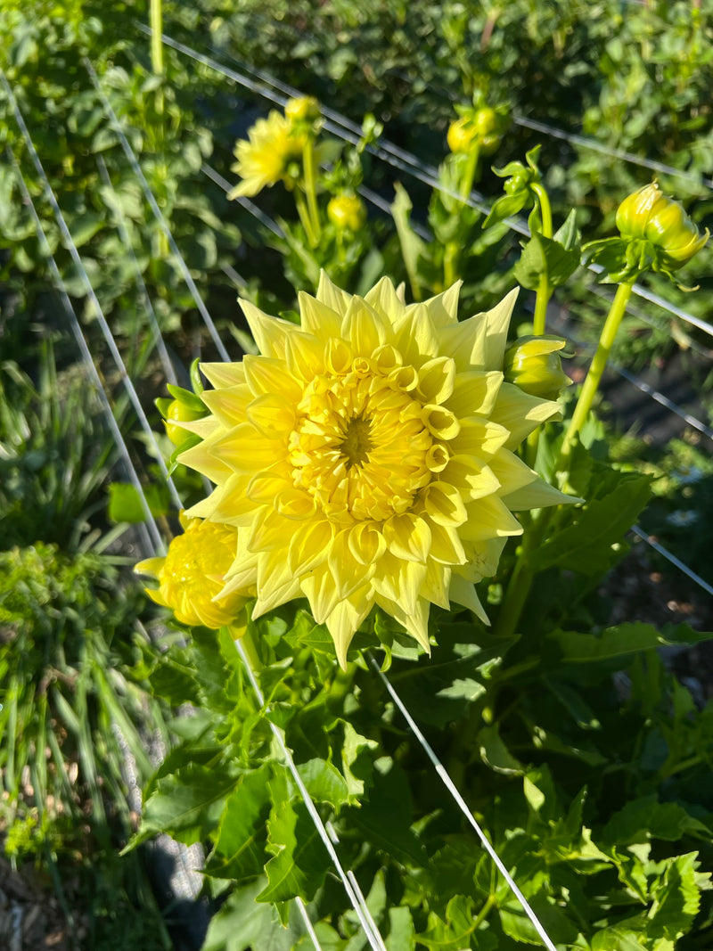Yellow dinner-plate dahlia