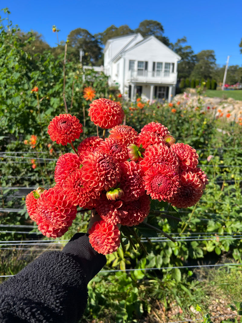 Hand-cut red ball dahlias