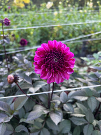 Profundo Dahlia Tuber