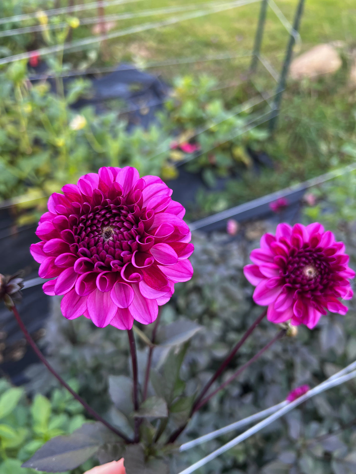Profundo Dahlia Tuber