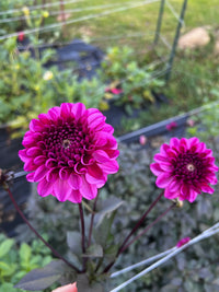 Profundo Dahlia Tuber