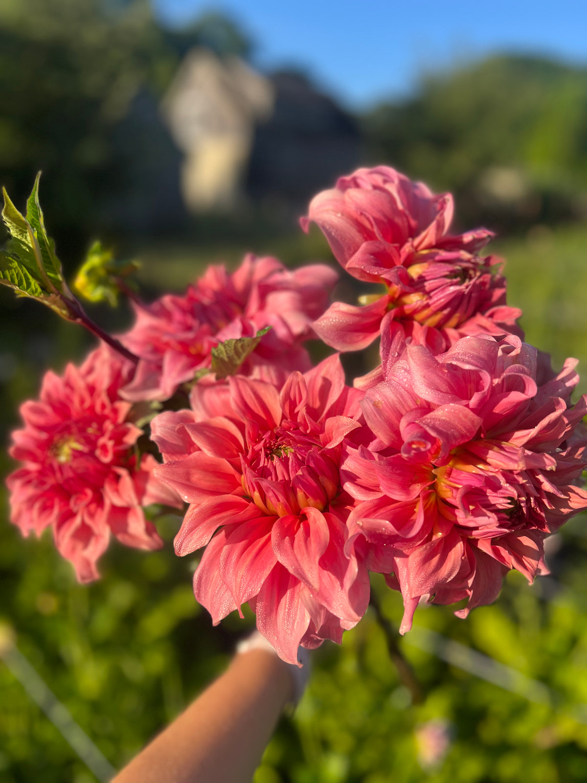 Sierra Glow Dahlia Tuber