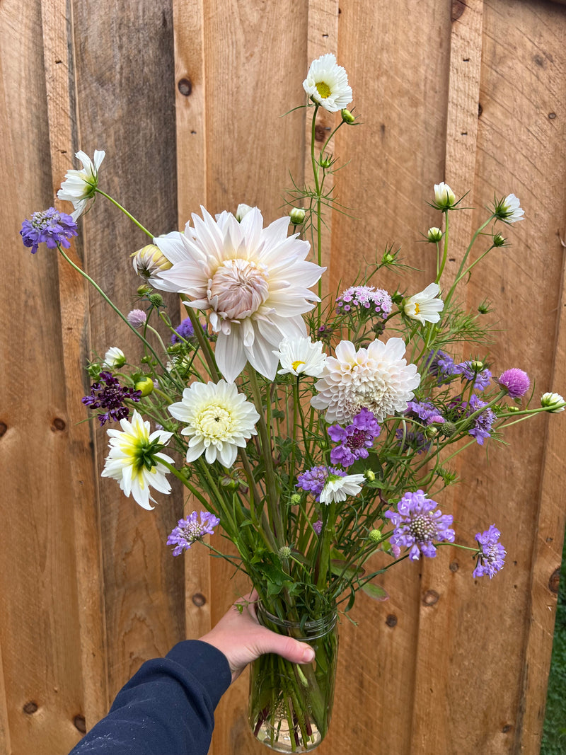 Café-au-lait dahlia and scabiosa jar