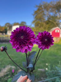 Profundo Dahlia Tuber
