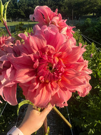 Sierra Glow Dahlia Tuber