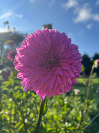 Bloomquist Clear Delight Dahlia Tuber