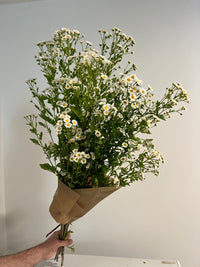 Feverfew Bunch
