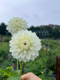 Blizzard Dahlia Tuber