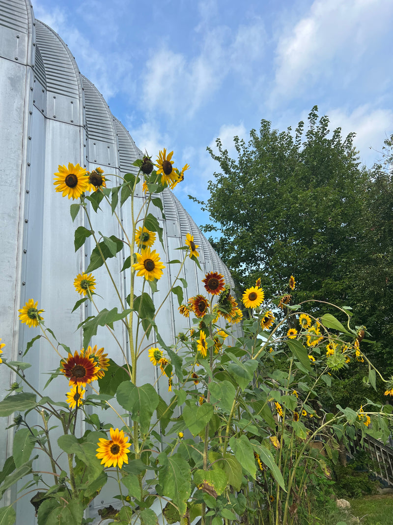 Sunflowers along the corrugated wall