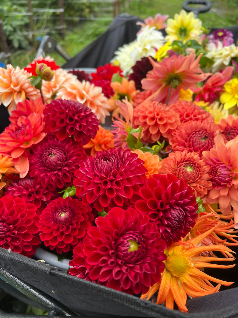 Hand-cut harvest, autumn warm