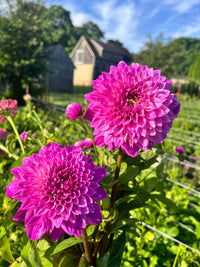 Bloomquist Clear Delight Dahlia Tuber