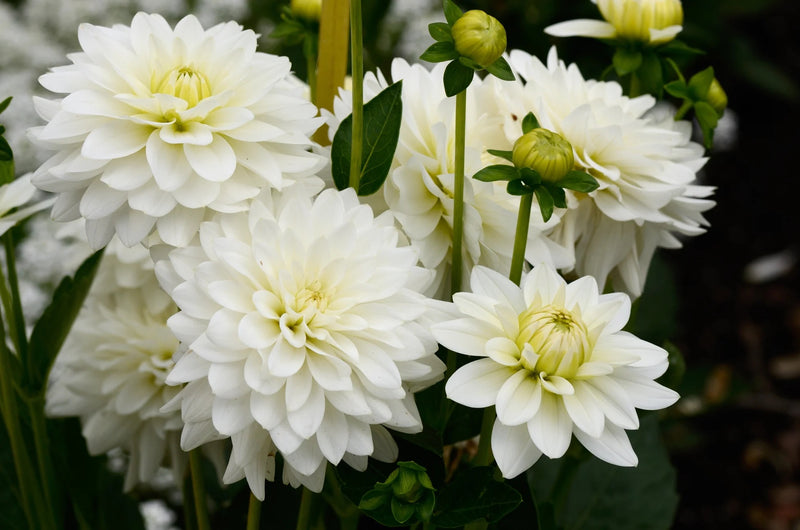 White spider dahlia, in close