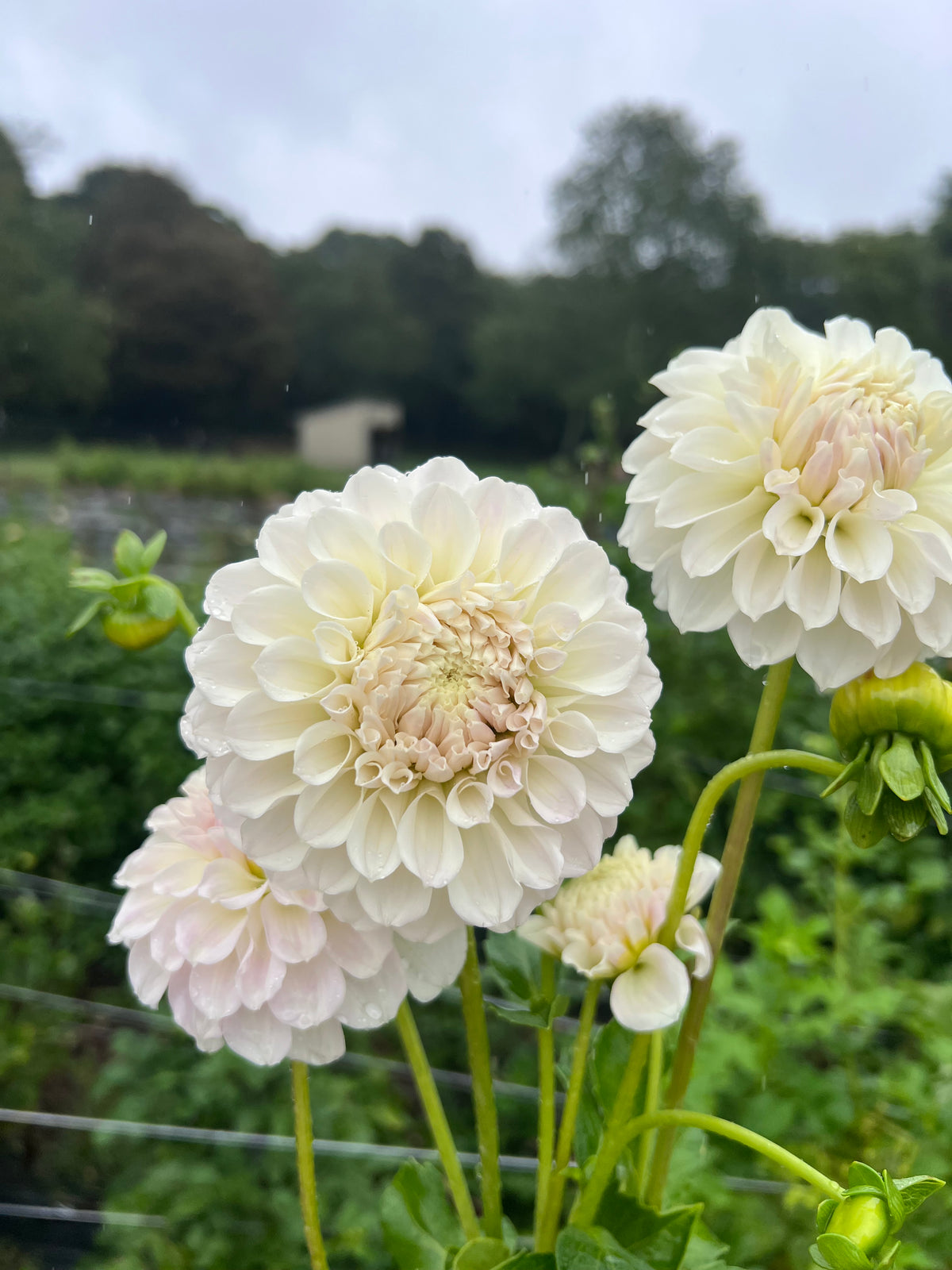 Irish Ruffles Tuber