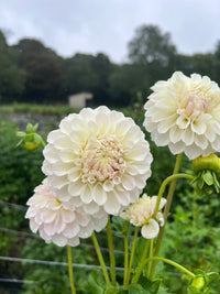 Irish Ruffles Tuber