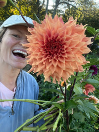 Sierra Glow Dahlia Tuber