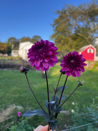 Profundo Dahlia Tuber