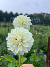 Blizzard Dahlia Tuber