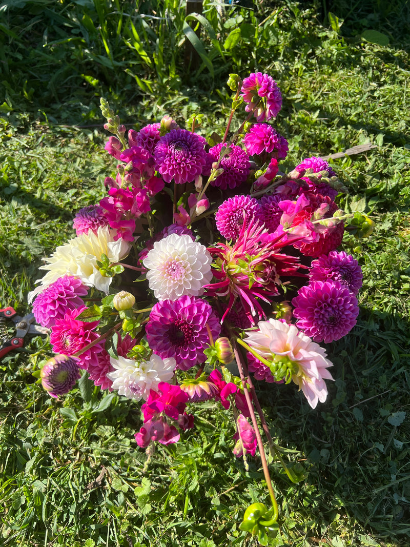 Pink and magenta bouquet on the lawn