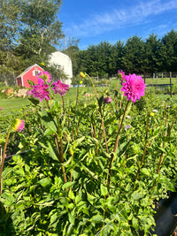 Bloomquist Clear Delight Dahlia Tuber