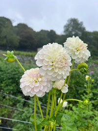 Irish Ruffles Tuber