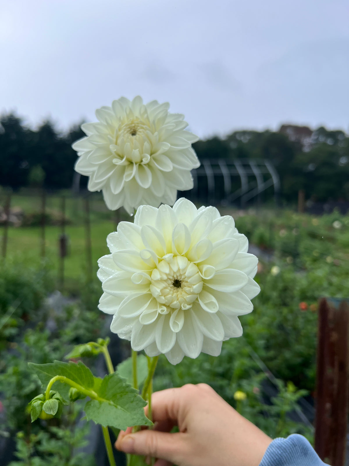 Blizzard Dahlia Tuber