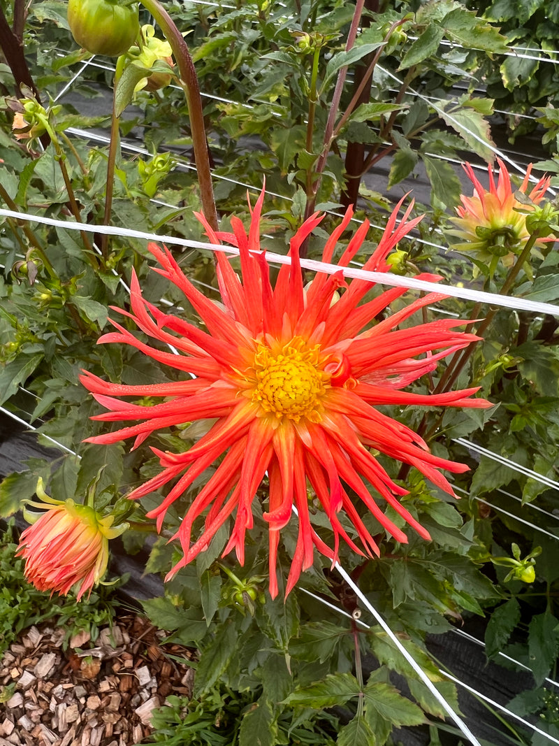 Orange-red spider dahlia