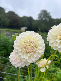 Irish Ruffles Tuber
