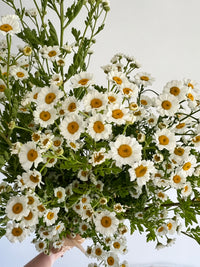 Feverfew Bunch