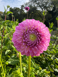 Westerton Ella Grace Tuber
