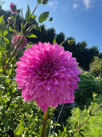 Bloomquist Clear Delight Dahlia Tuber