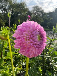 Westerton Ella Grace Tuber