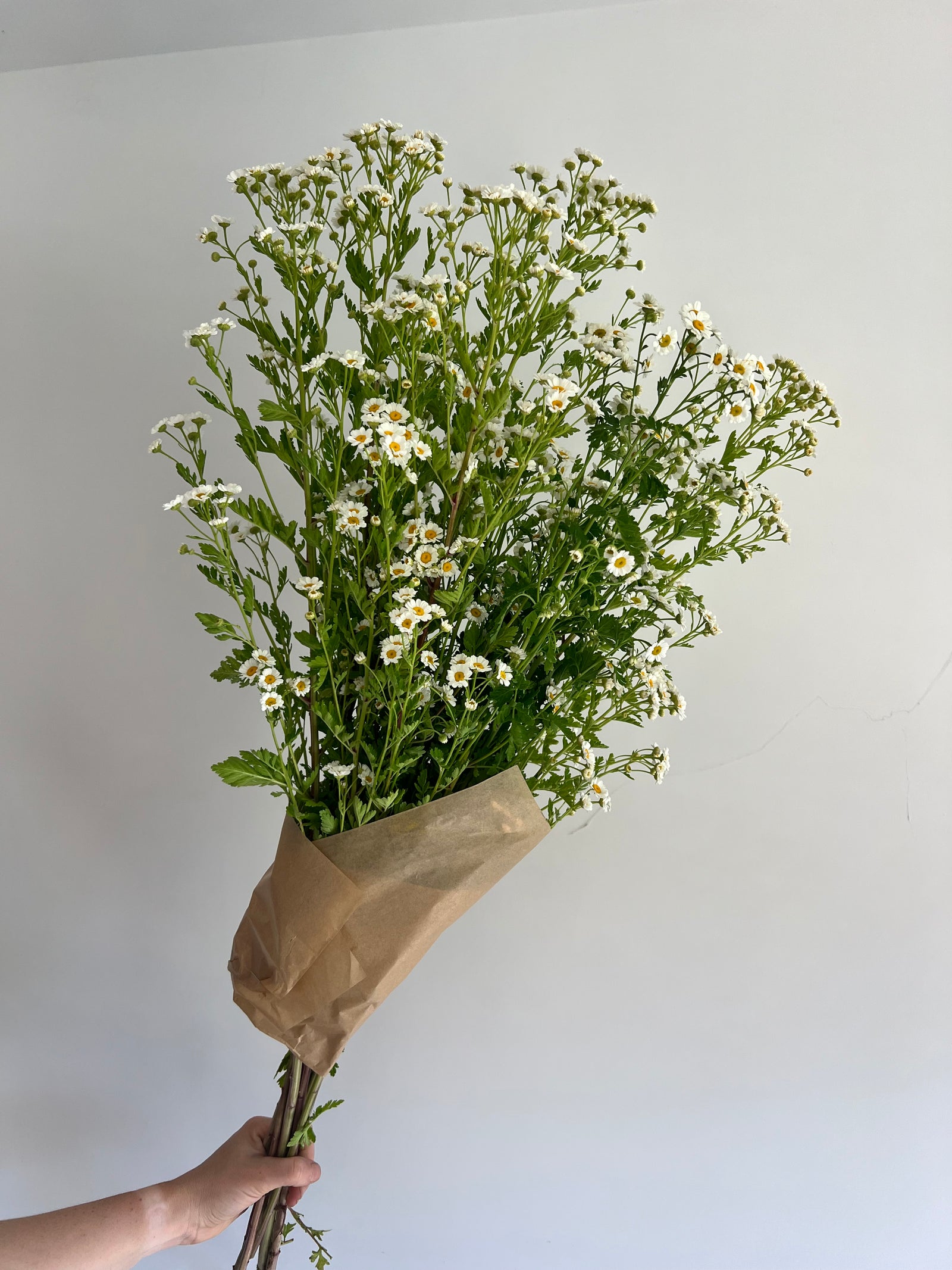 Feverfew Bunch