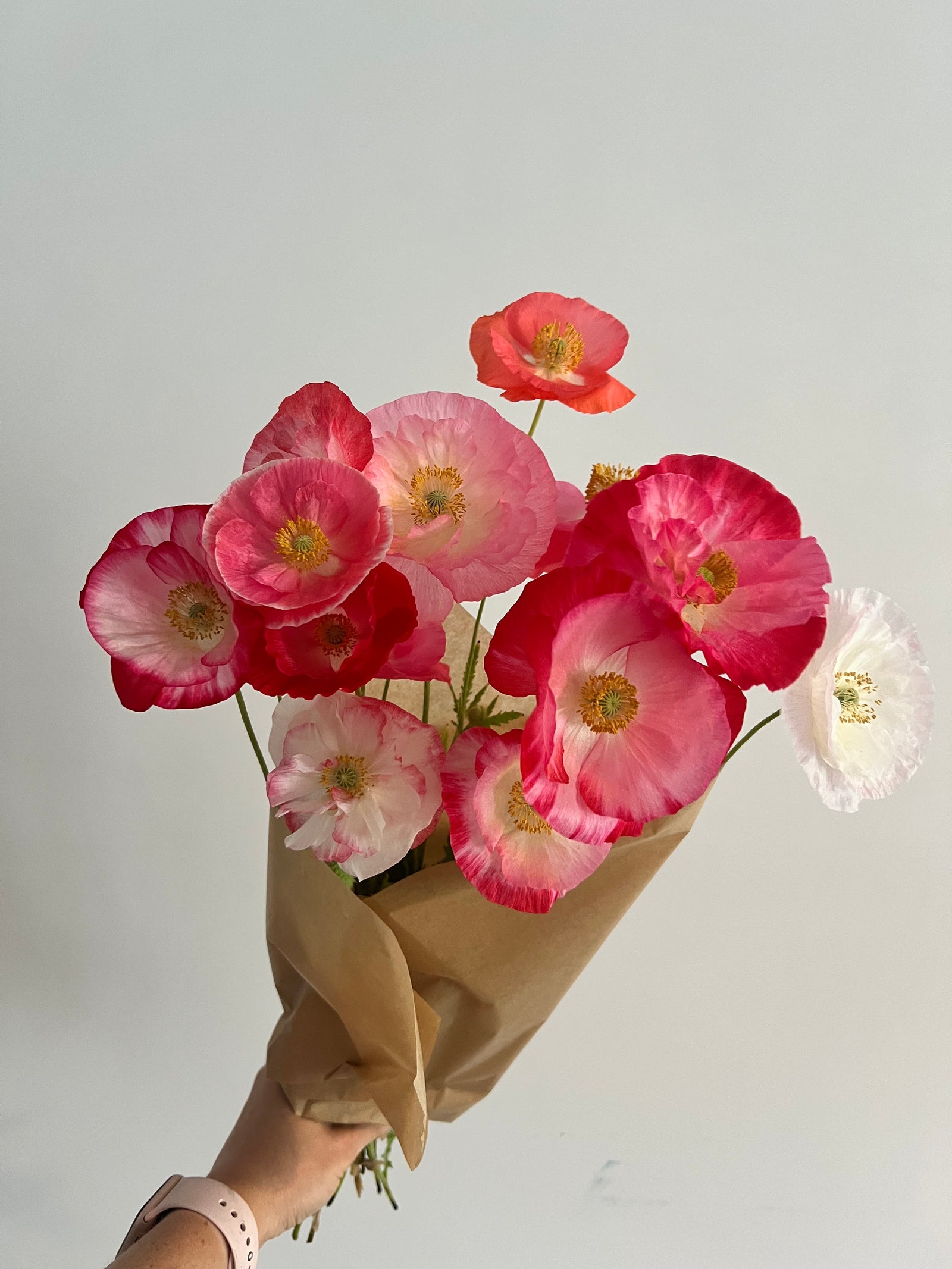 Poppy Bunch