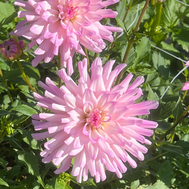 Pale pink cactus dahlias