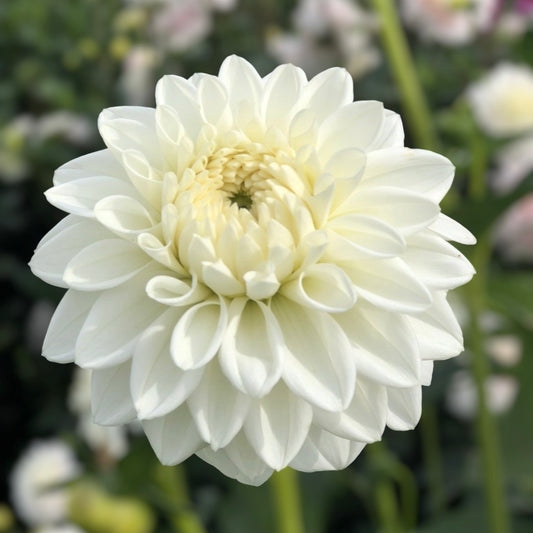 Blizzard Dahlia - 3 pack