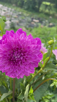 Bloomquist Clear Delight Dahlia Tuber