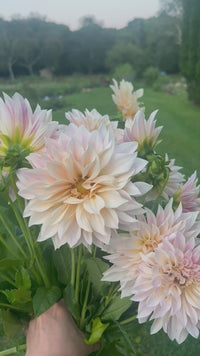 Cafe Au Lait Tuber Clumps